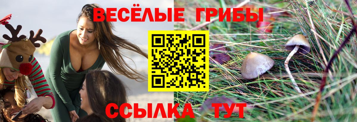 Псилоцибиновые грибы GOLDEN TEACHER  Вход с VPN  Тихорецк 